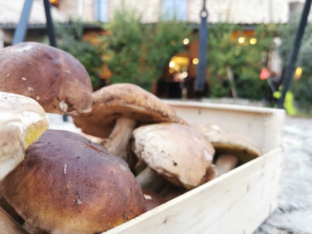 Cèpes de Cestayrols pour le restaurant Lou cantoun de Bernard Gisquet