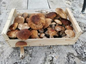 Cagette de cèpes de Cestayrols pour le restaurant Lou cantoun de Bernard Gisquet